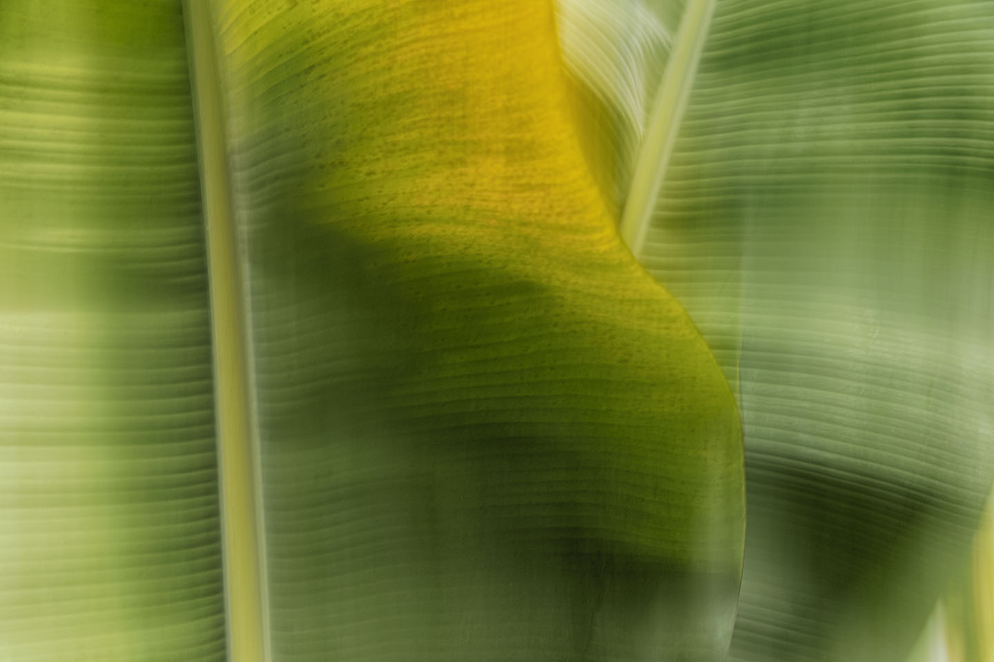 Blattwerk Bananenbaum